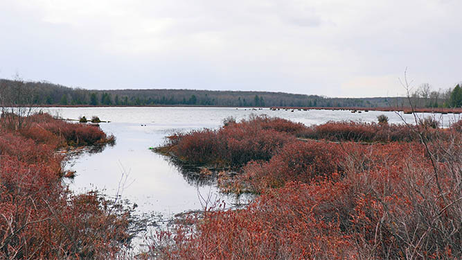 A large lake is bordered by trees. Many aquatic shrubs grow in the water along the shore.