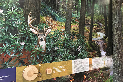 Buchanan State Forest Headquarters Interactive Educational Displays