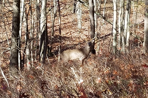 buck at elk state forest feateure.jpg