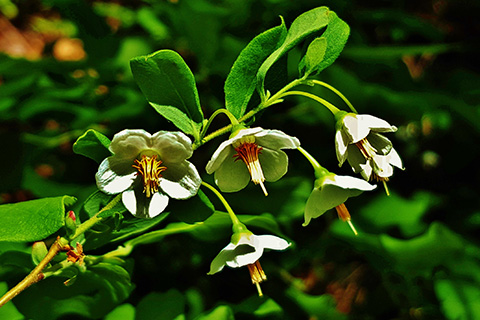 Deerberry flowers3.jpg