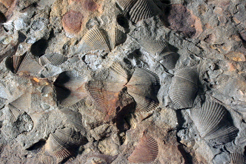 Fossils_Swatara.jpg