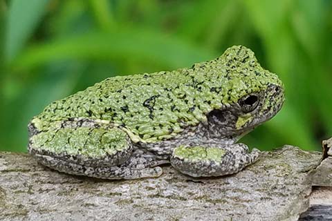 BLOG IMAGE - Grey Tree Frog, Clearfield County.jpg