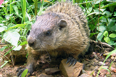 Groundhog_Habitat.jpg