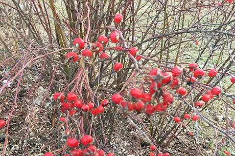 Bright red rose hips plant