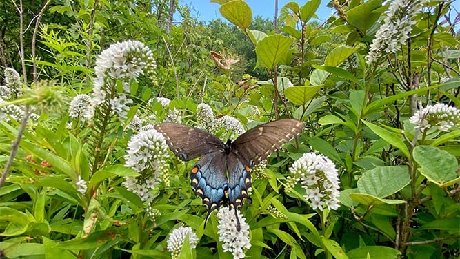 A butterfly with dark, broad wings sits on a plant with many white flowers in a dense garden of plants.