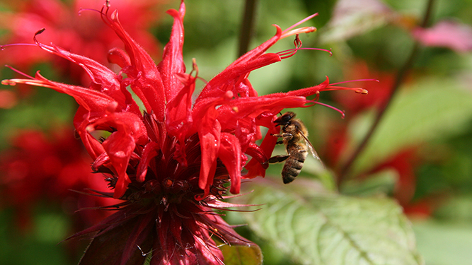 Red spikey flowerhead of beebalm with a bee resting on a petal