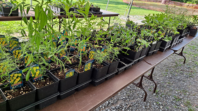 Native plants lined up in seedling pots on table outdoors