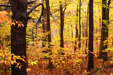 A dense forest is fileld with brightly colored fall leaves.