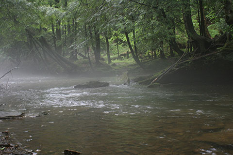 Light fog hangs over a small creek in the forest.