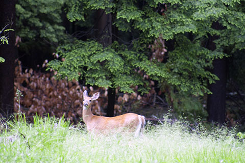 Deer at Cook Forest State Park