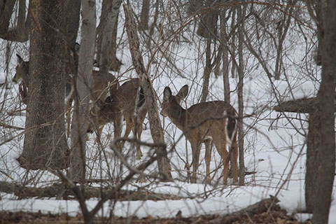 Deer at Evansburg State Park