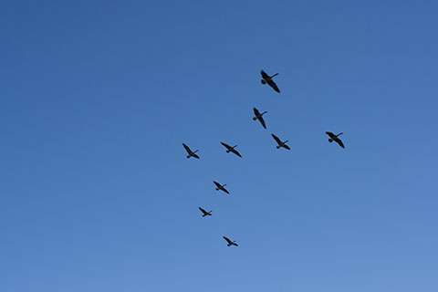 Birds above French Creek State Park