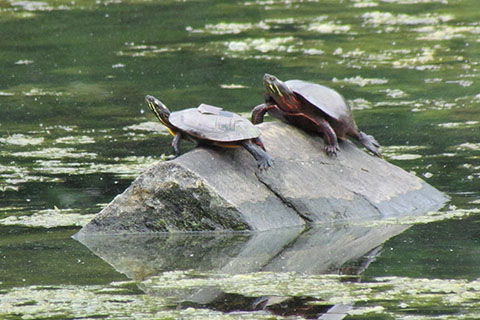 Turtles at Gifford Pinchot State Park