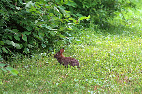 Rabbit at Leonard Harrison State Park