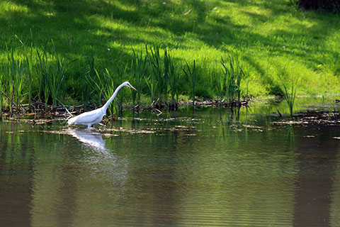 Egret at Little Buffalo State Park