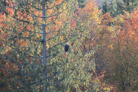 Eagle at Lyman Run State Park