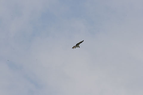 Bird above Moraine State Park