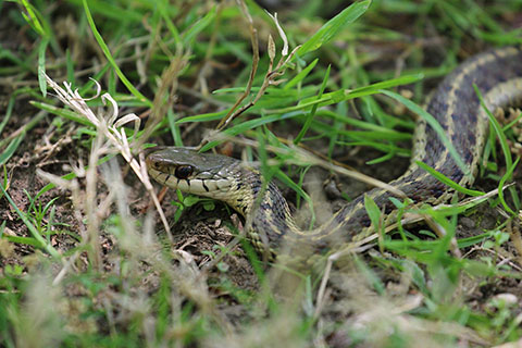 Snake at Neshaminy State Park