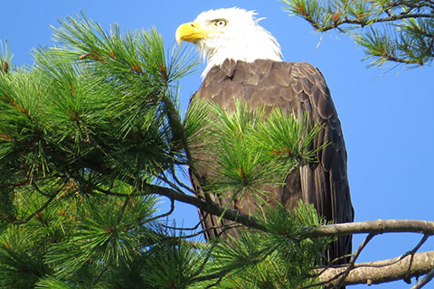 Eagle at Prince Gallitzin State Park