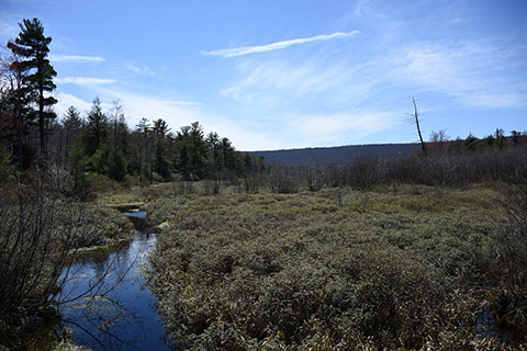 A small stream cuts through a bog filled with dense shrubs surrounded by forests and mountains.