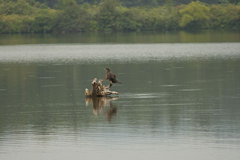 Waterfowl at Shawnee State Park