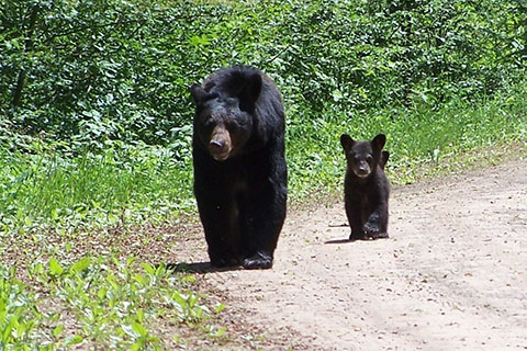 Bear at Susquehannock State Park