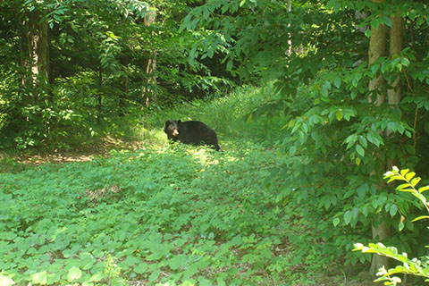 Bear at Worlds End State Park