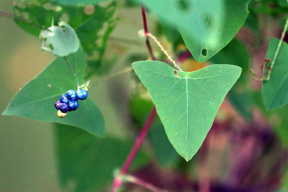 A triangular leaf grows from a small stem with blue berries