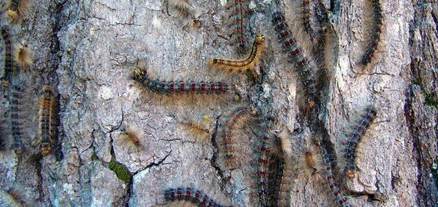 Spongy moth caterpillars cover section of tree trunk