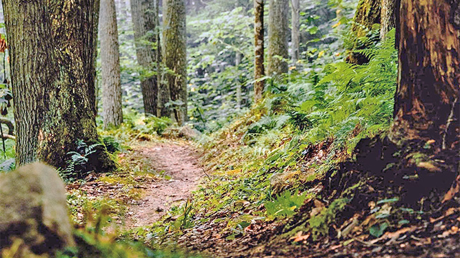 A dirt path leads between large trees in a dense forest with ferns and moss.
