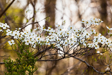 A tree with many white blooming flowers on the end of its branches