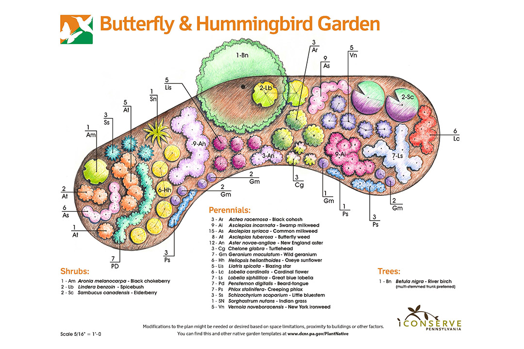 Butterfly_Hummingbird.jpg