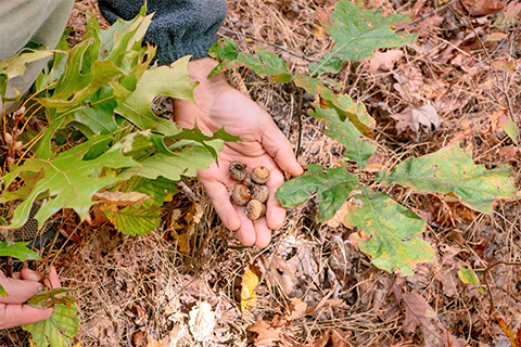 Oak sapplings growing in a forest. A persons hand holding acorns in their palm, and holding an oak branch in the other hand.
