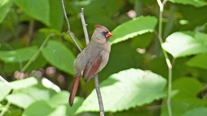 BIRD_cardinal for Blog.jpg