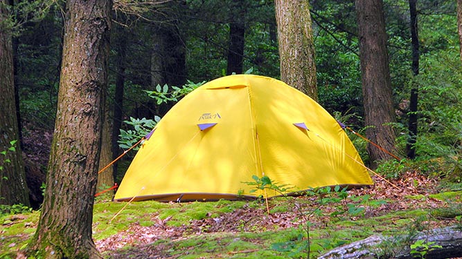 A backpacking tent is set up in a forest among trees, moss, and shrubs.