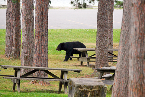 Black bear, nature, outdoors, picnic tables, road, park, trees