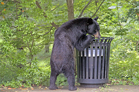 black bear, nature, animal, outdoors, trash can, road, park, trees