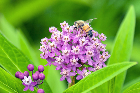 A honey bee sits on the flowers of a milkweed plant with many flower heads and long thin leaves.