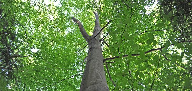 Beech Tree Banner