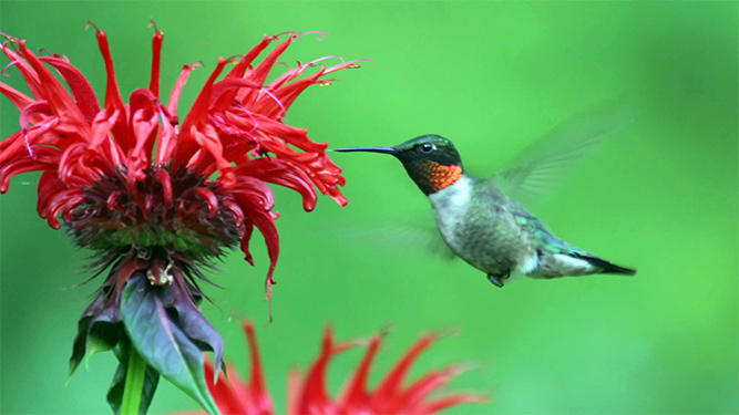 A hummingbird hovers in front of a flower with fringed petals.