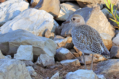 Medium-sized coastal bird with long beak among rocks and sand outdoors.