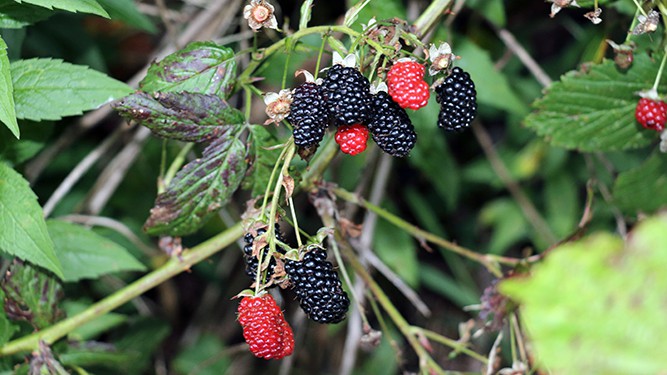 Blackberries Cropped for Blog Elk State Park.jpg