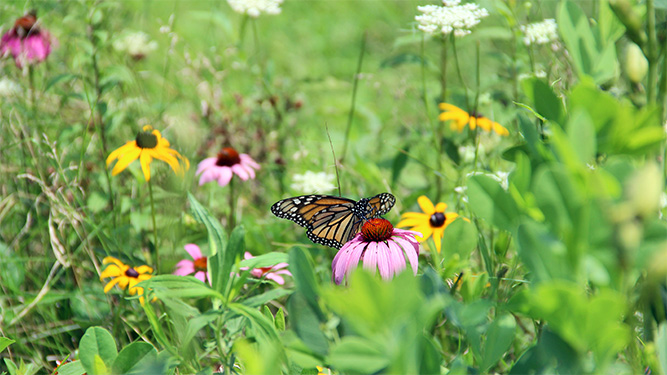 A butterfly sits on a cone-shaped flower in a garden full of plants and other flowers.