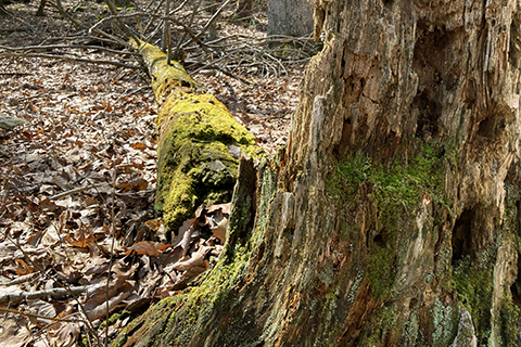 Cavity and Moss for blog.jpg