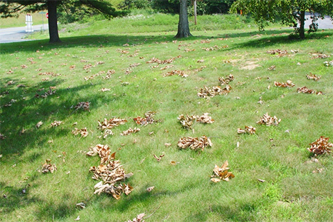 Tree, grass, branches, dead, leaves, outside, ground
