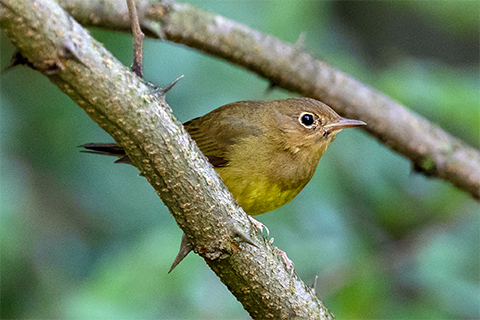A small, perching bird sits on a branch in the woods.