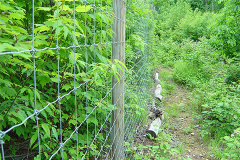Outdoors, nature, fence, trees