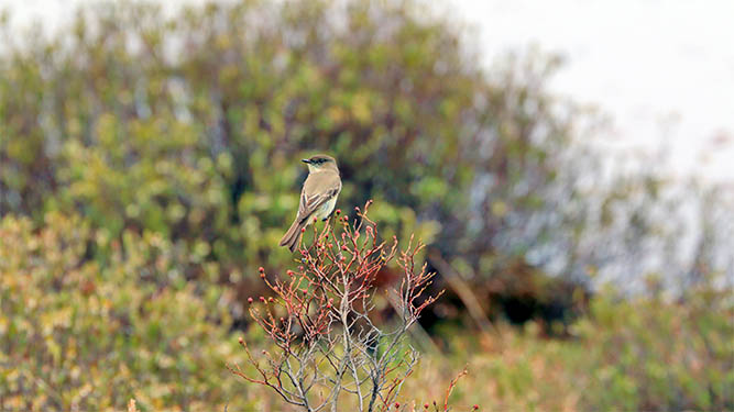 A small bird with grey feathers perches on a small shrub with short, angles branches. Water and more shrubs can be seen in the b