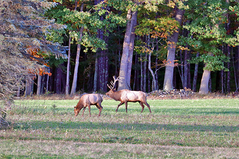Two elk stand in a grassy field outdoors. A forested treeline is hedind them.