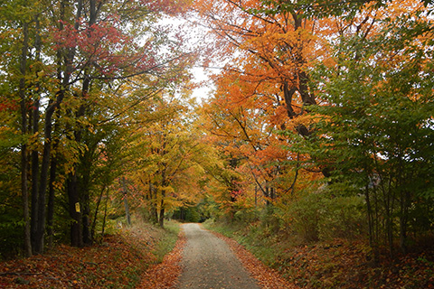 Fall Foliage Trail Forest Image.jpg